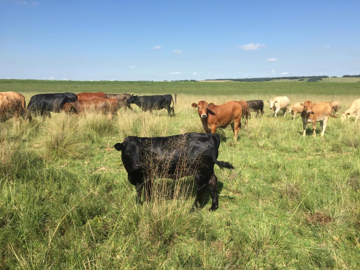 La Vista Farm Stay Ermelo Eksteriør billede