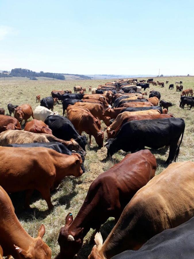 La Vista Farm Stay Ermelo Eksteriør billede