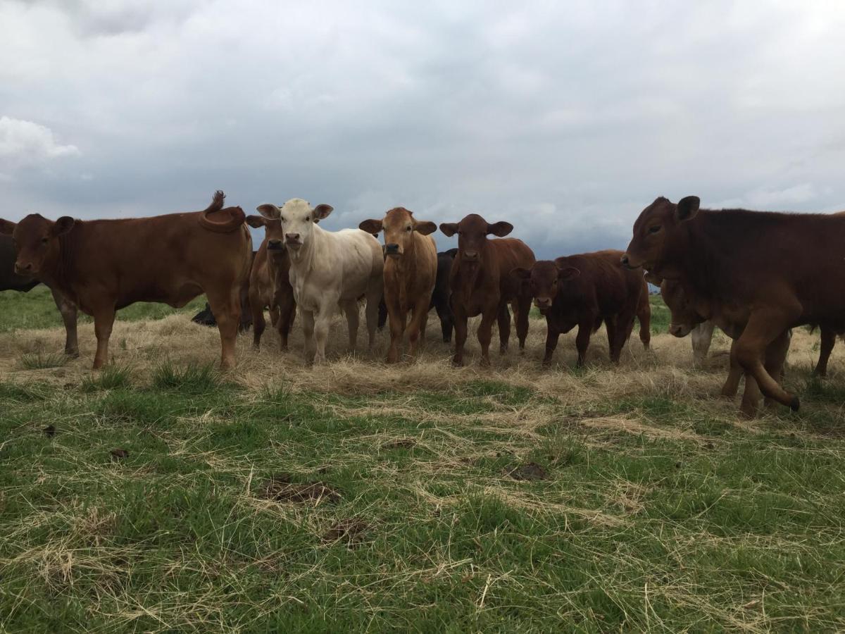 La Vista Farm Stay Ermelo Eksteriør billede