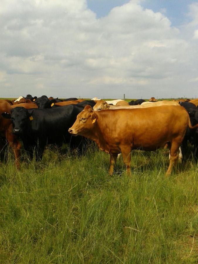 La Vista Farm Stay Ermelo Eksteriør billede